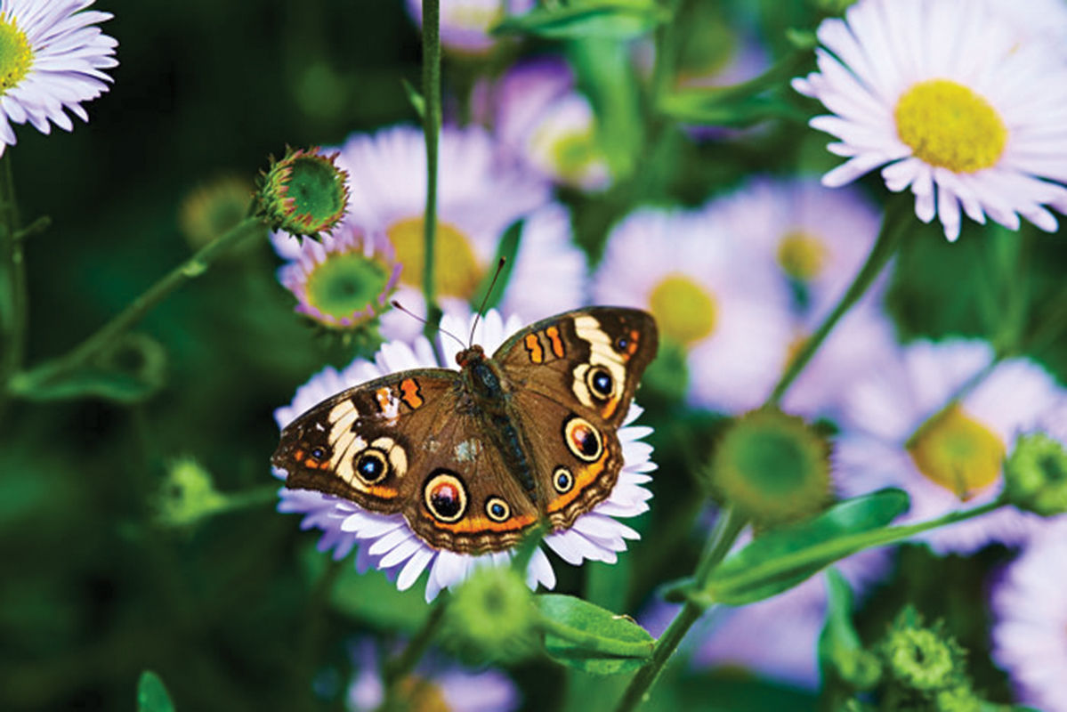 Butterfly1.jpg